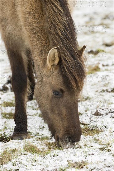 Konik horse