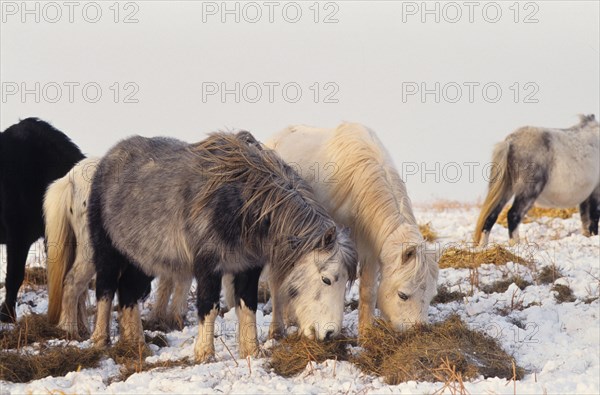 Welsh mountain pony