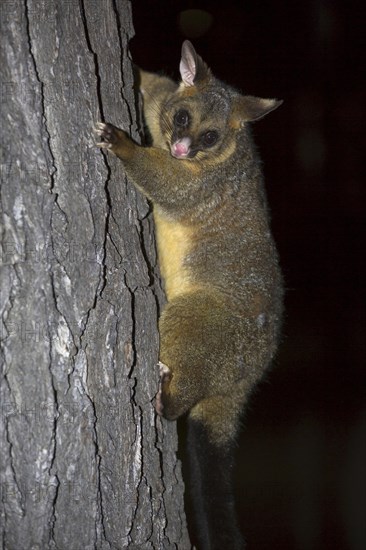 Common common brushtail possum