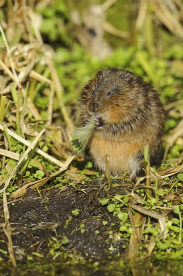 Eastern vole