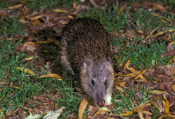 Northern brown bandicoot