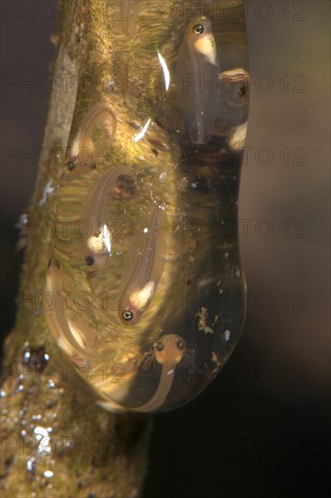 Tree frog tadpoles