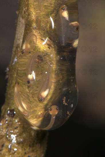 Tree frog tadpoles