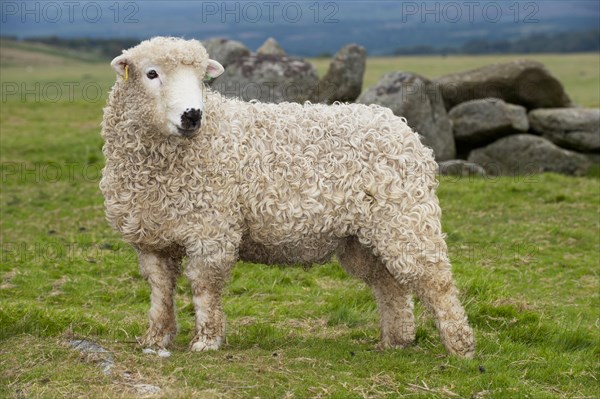 Domestic Sheep