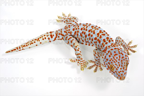 Tokay Gecko