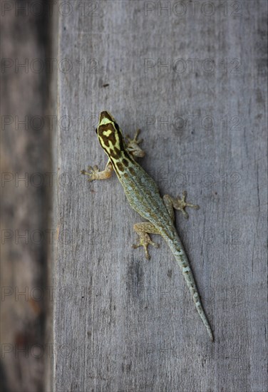 White-headed dwarf yellow-headed gecko