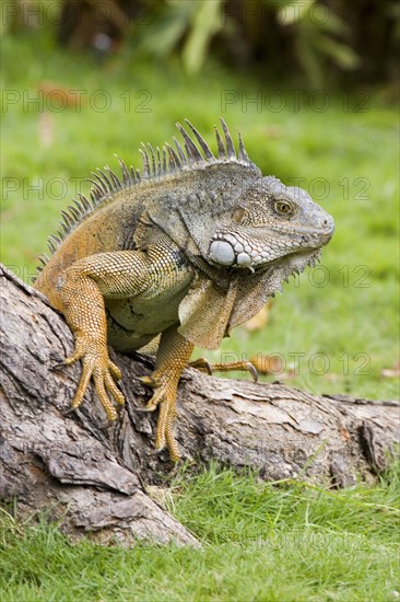 Green Iguana