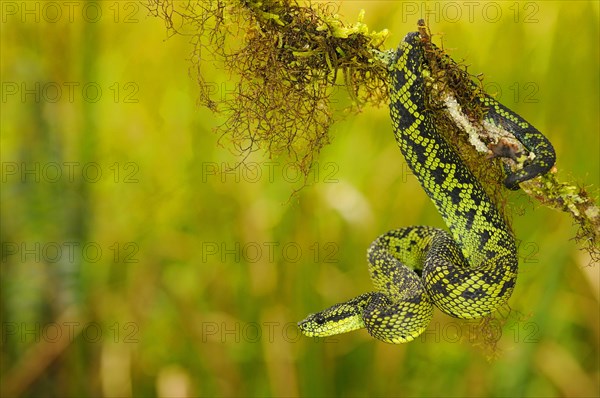 Black-green bush viper