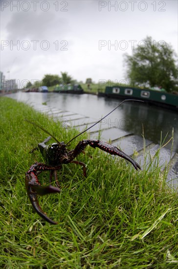 Louisiana Crayfish