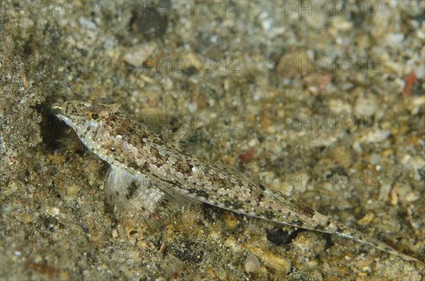 Delicate Dragonet