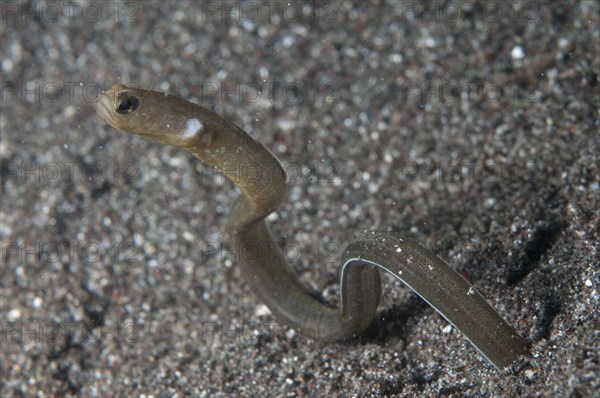 Black Tube Eel