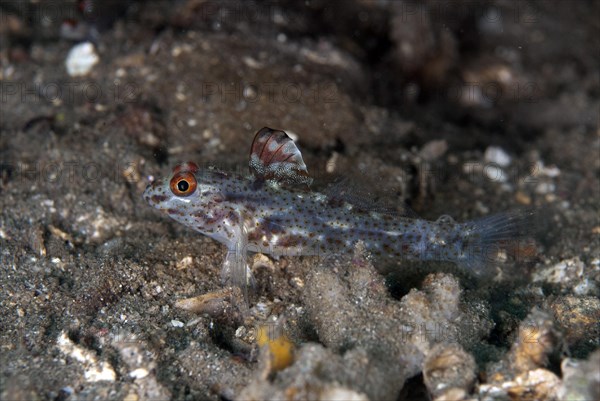 Signalfin Goby