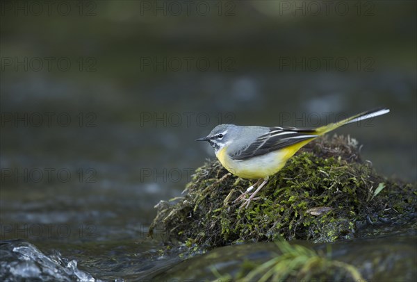 Grey wagtail