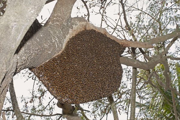 Eastern Honeybee