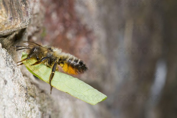 Willoughby's Leafcutter Bee