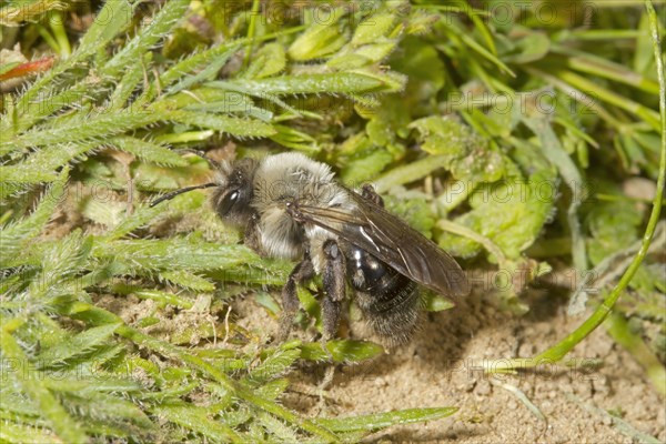 Solitary digger bees