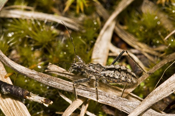 Heath Assassin Bug