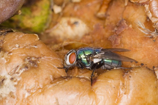 Common Greenbottle