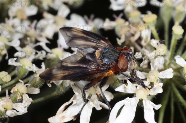 Tachinid Fly