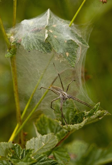 Nursery-web Spider