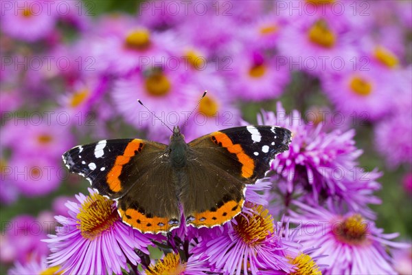 Red red admiral