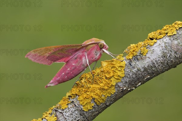 Elephant hawk-moth