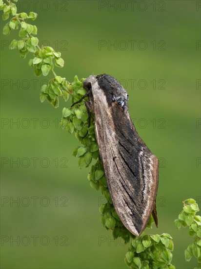 Privet hawkmoth