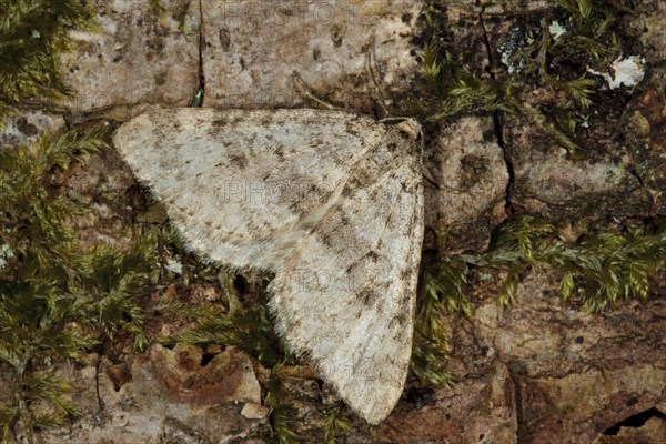 Early Tooth-striped