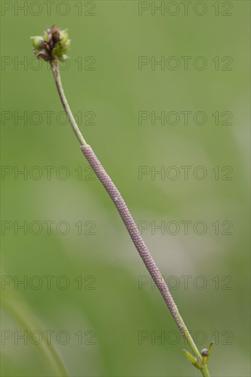 Large yellow underwing