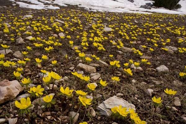 Winter aconite