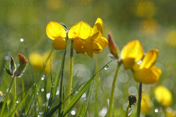 Flowering marsh bird's-foot trefoil