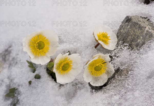 Glacier Crowfoot