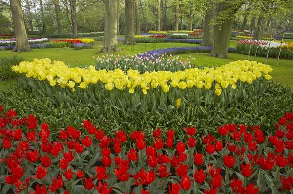 Flowering tulip