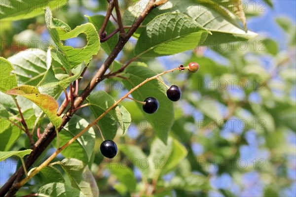 Bird Cherry close-up of ripe fruit