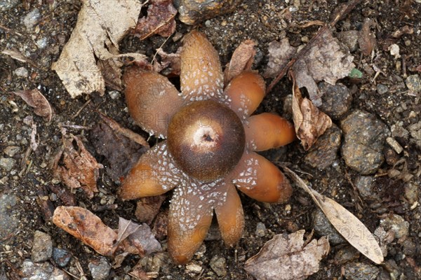 Common collared earthstar