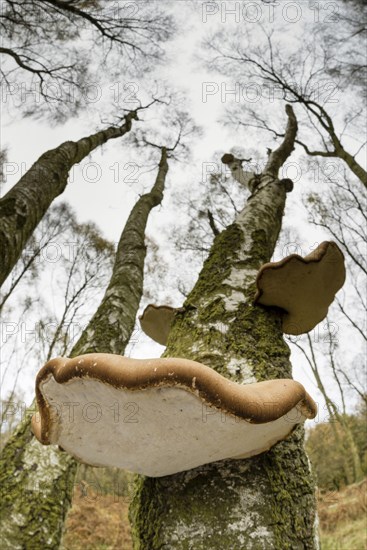 Birch polypore