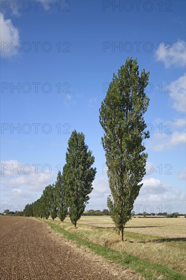 Lombardy Poplar