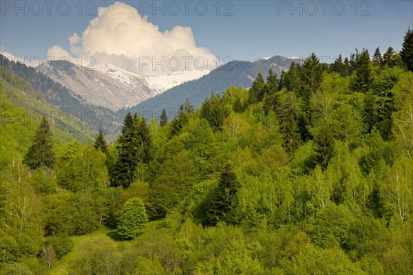 View of mixed forest habitat