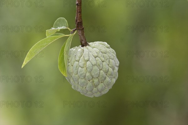 Custard Apple