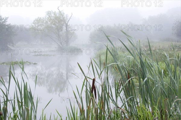Misty pond on organic farm at dawn