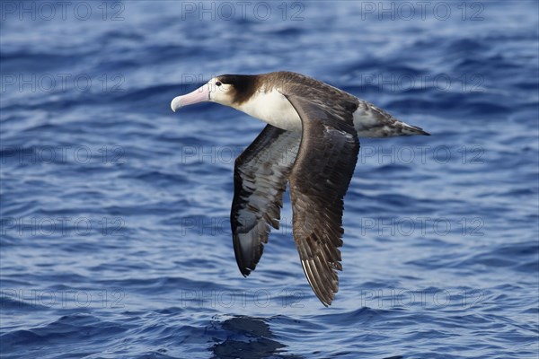 Diomedea albatrus