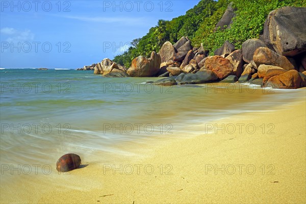 Coconut on the beach of Anse Cimitiere in the early morning