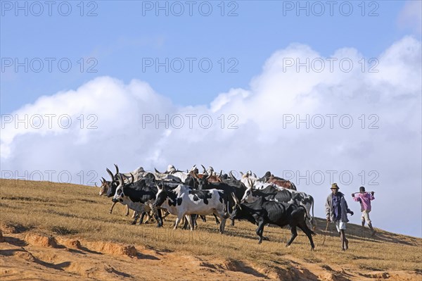 Malagasy cattle herders