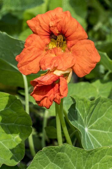 Garden nasturtium