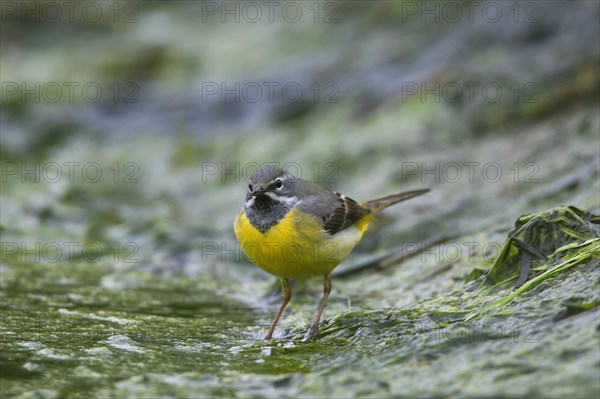 Grey wagtail