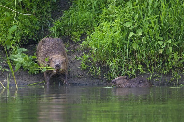 Eurasian beaver