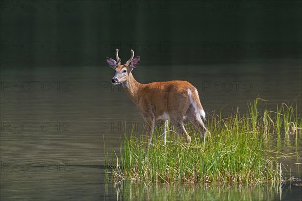 White-tailed deer