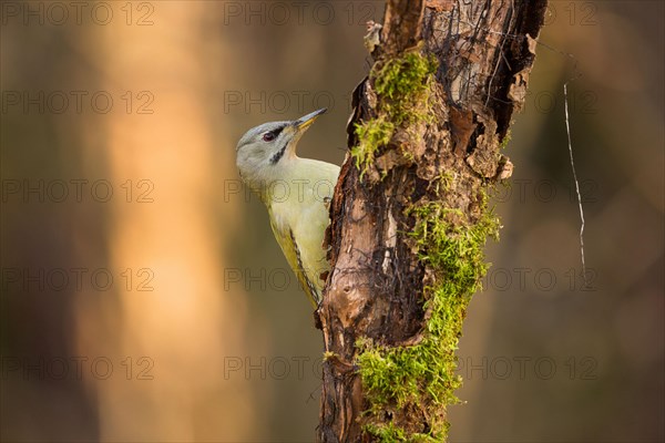 Grey-headed woodpecker