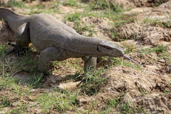 Bengal bengal monitor