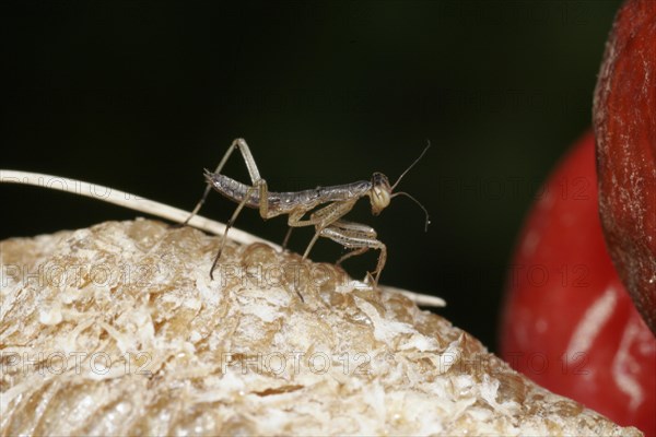 Praying mantis